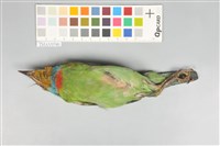 五色鳥藏品圖，第14張